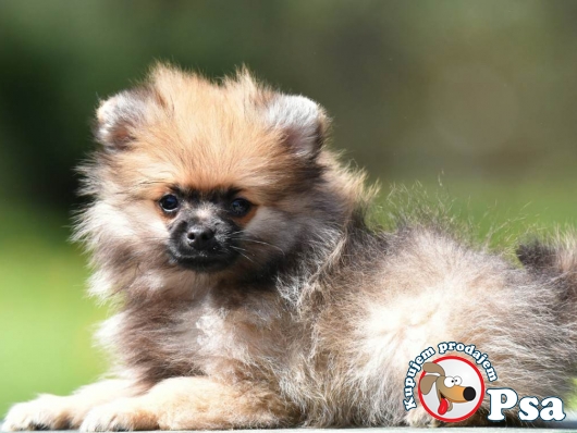 Pomeranski spic muzjak